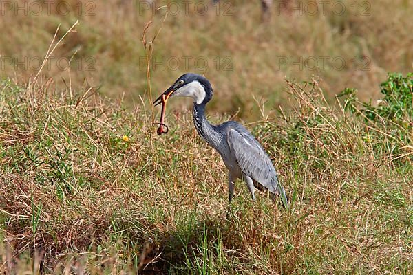 Adult black-headed heron