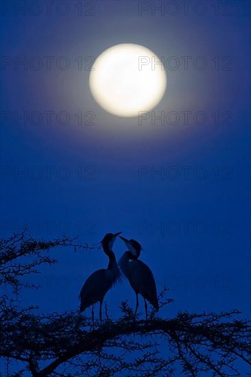Adult pair of Black-crowned Night-Herons