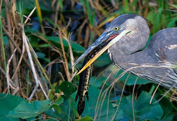 Great Blue Heron