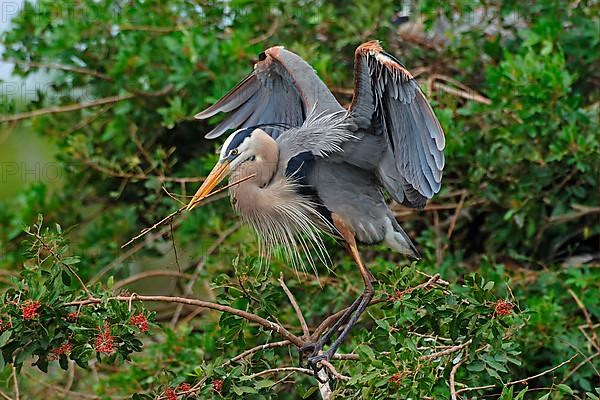 Great Blue Heron