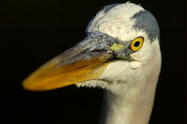 Great Blue Heron