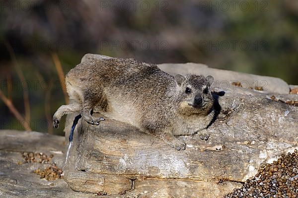 Cape hyrax