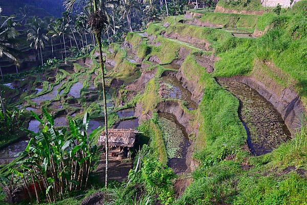 Rice terraces