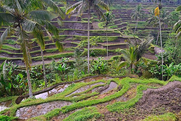 Rice terraces