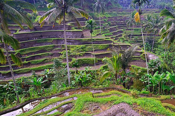 Rice terraces