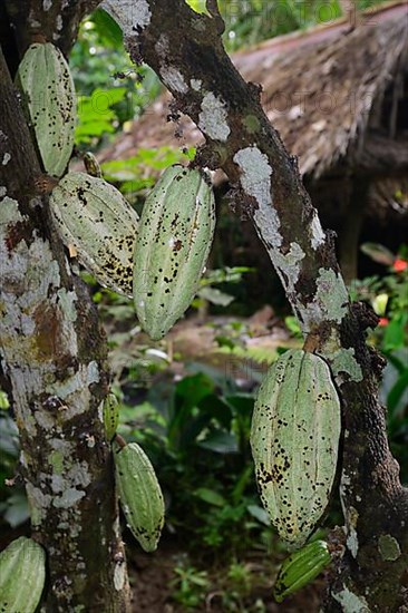 Cocoa tree