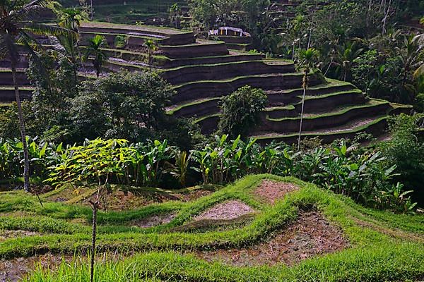 Rice terraces near Tegallalang