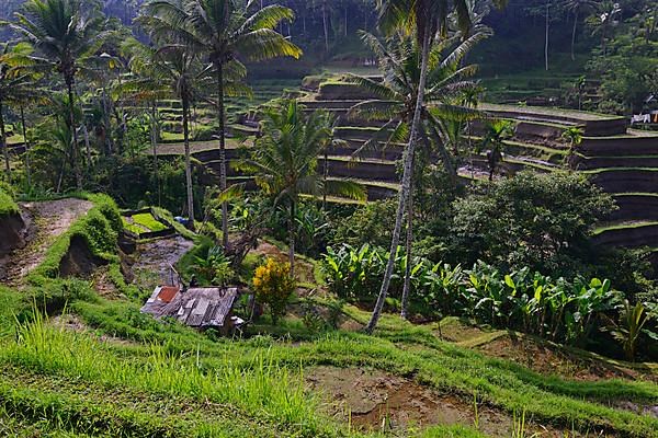 Rice terraces near Tegallalang