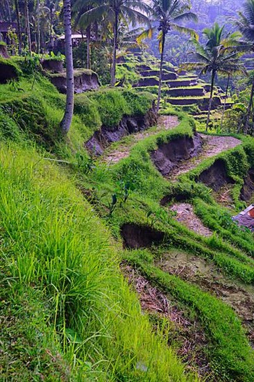 Rice terraces near Tegallalang