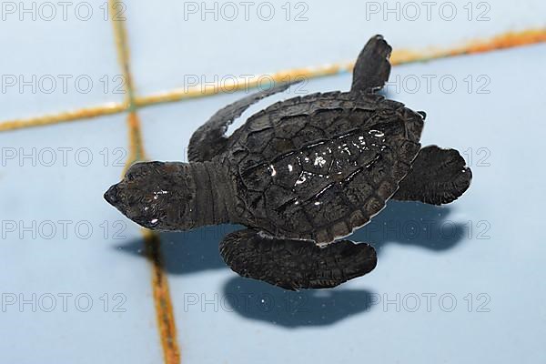 Approx. 1-month-old olive ridley sea turtle