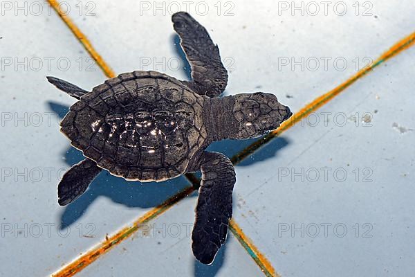 Approx. 1-month-old olive ridley sea turtle