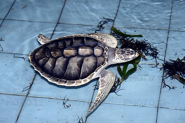 Approx. 1 year old green turtle