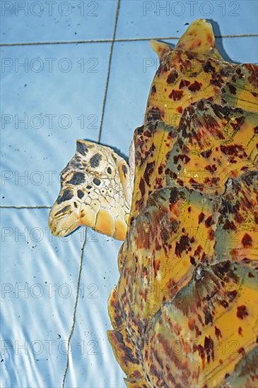 Damage to the carapace caused by a ship's propeller