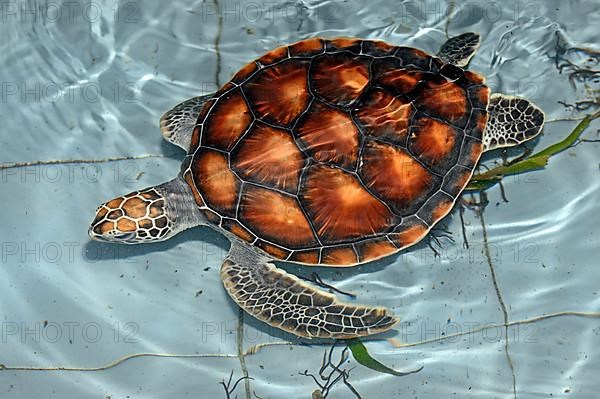 Approx. 1 year old olive ridley sea turtle