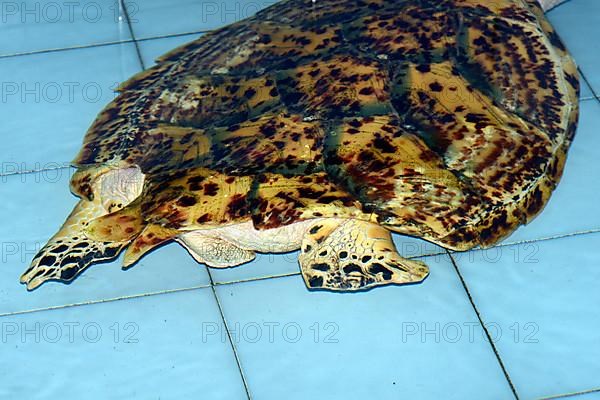 Damage to the carapace caused by a ship's propeller