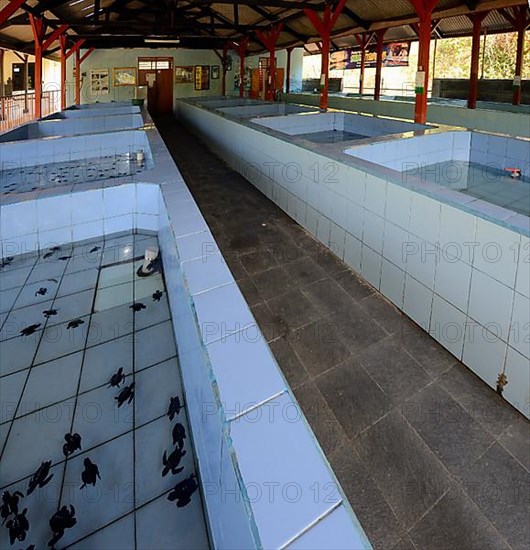 Caging tank for hatched turtles