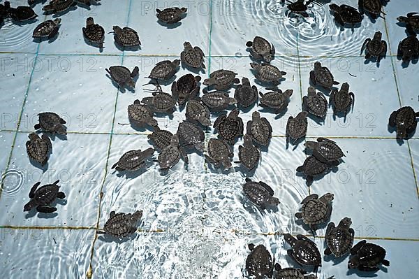 Approx. 1-month-old olive ridley sea turtles