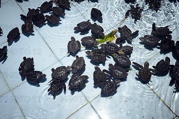 Approx. 1-month-old olive ridley sea turtles