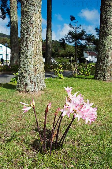 African Love Flower