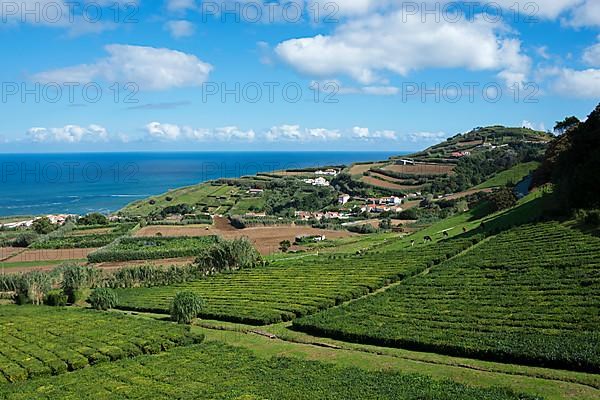 Tea Plantation