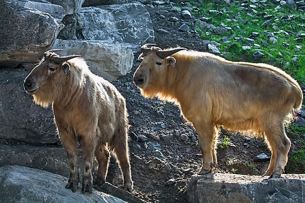 Two golden takins