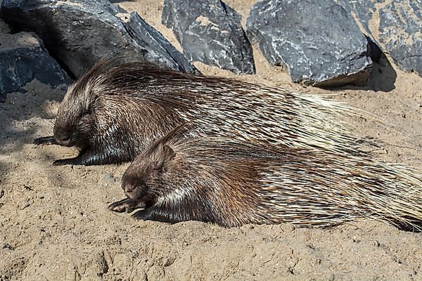 Hystrix leucura