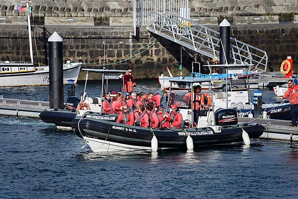 Whale watching boat