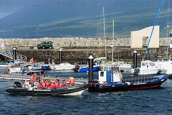 Whale watching boat