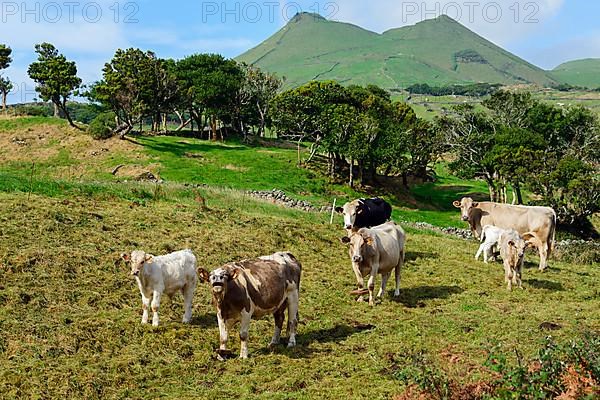 Cows at Cabeco do Caminho