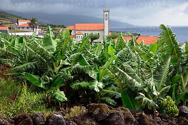 Banana tree