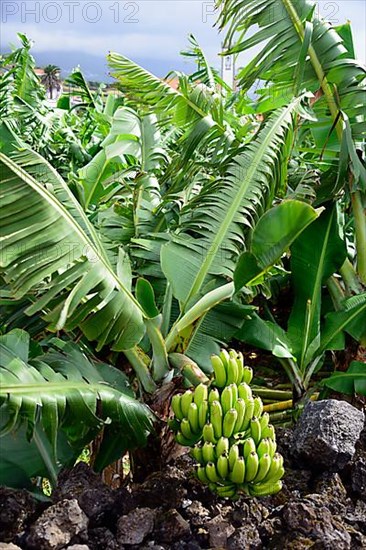 Banana tree