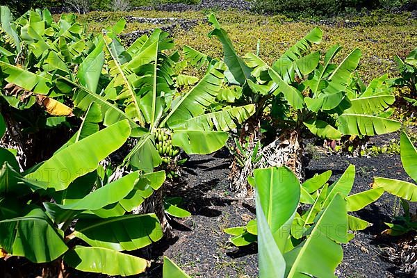 Banana tree