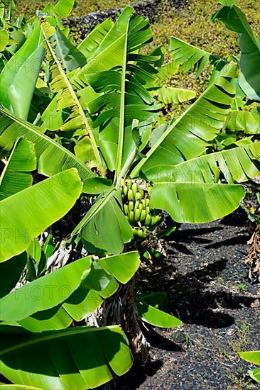 Banana tree