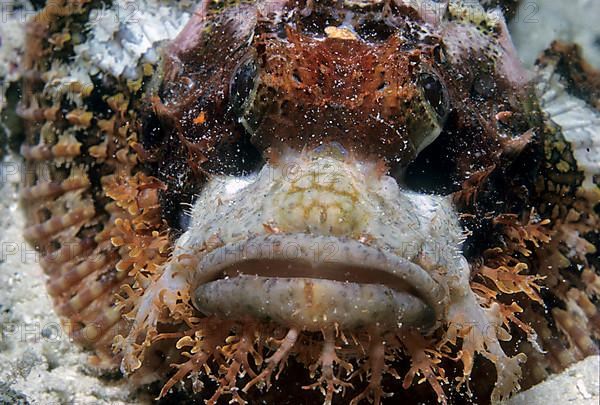 Bearded scorpionfish