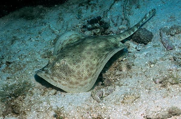 Yellow stingray