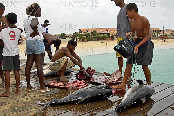 Fishermen dissect yellowfin tuna