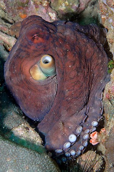 Octopus