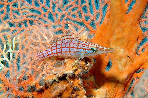 Longnose Hawkfish