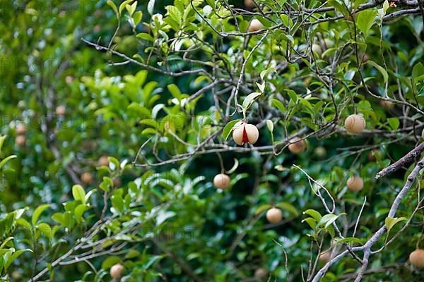 Tree of nutmeg