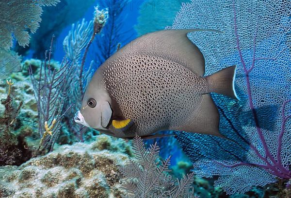 Gray Angelfish