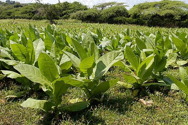 Tobacco plant