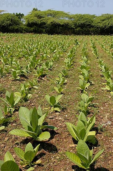 Tobacco plant