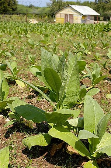 Tobacco plant