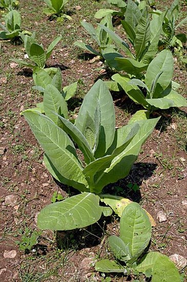 Tobacco plant