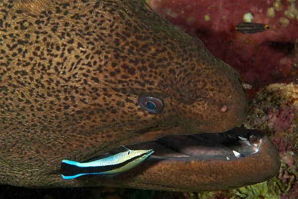 Giant moray