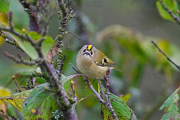 Goldcrest