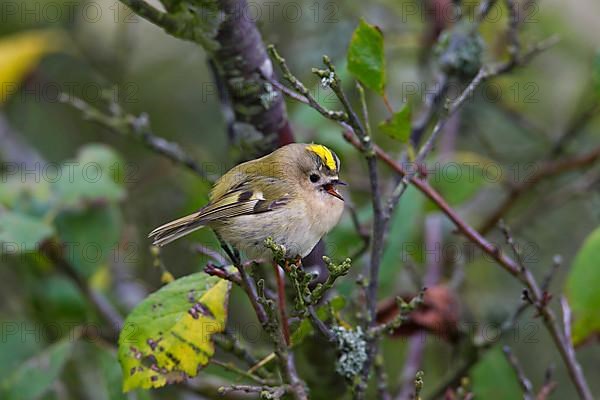 Goldcrest