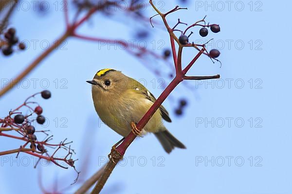 Goldcrest