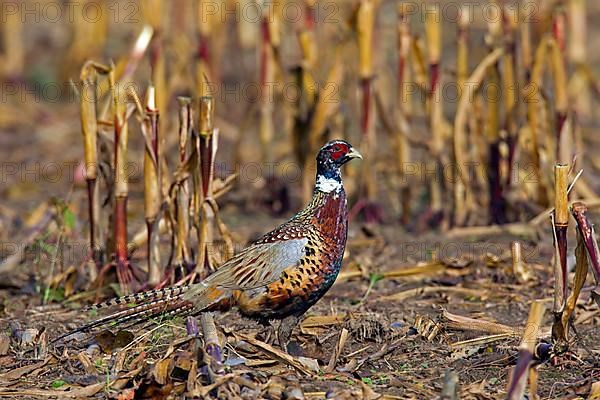 Common pheasant