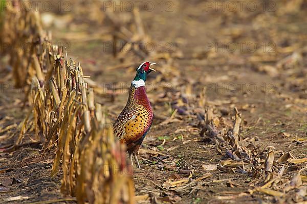 Common pheasant